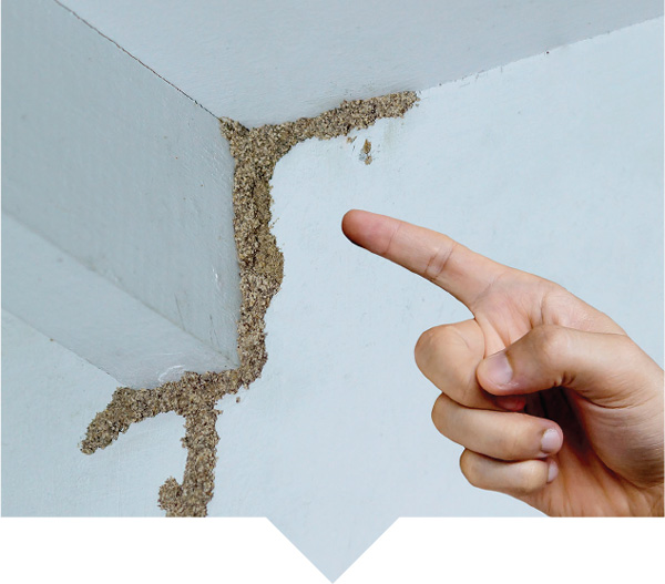 Man Pointing Termite Attact