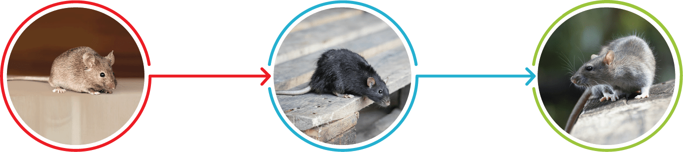 Type Of Rodents Treated By Armour