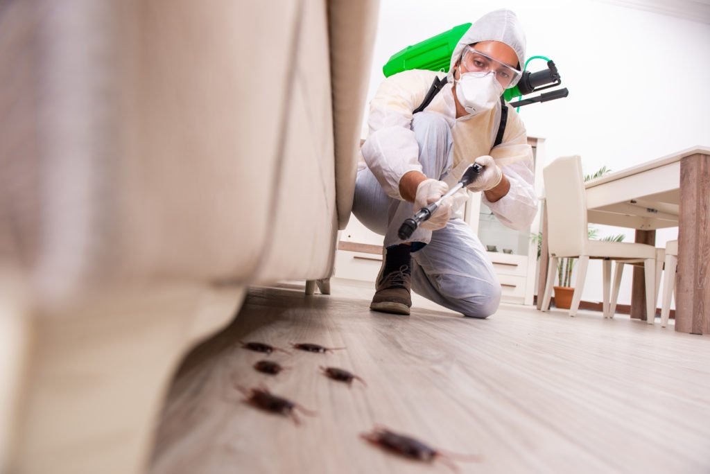 Pest Control Service Provided By Armour Pest Control Team in Dubai