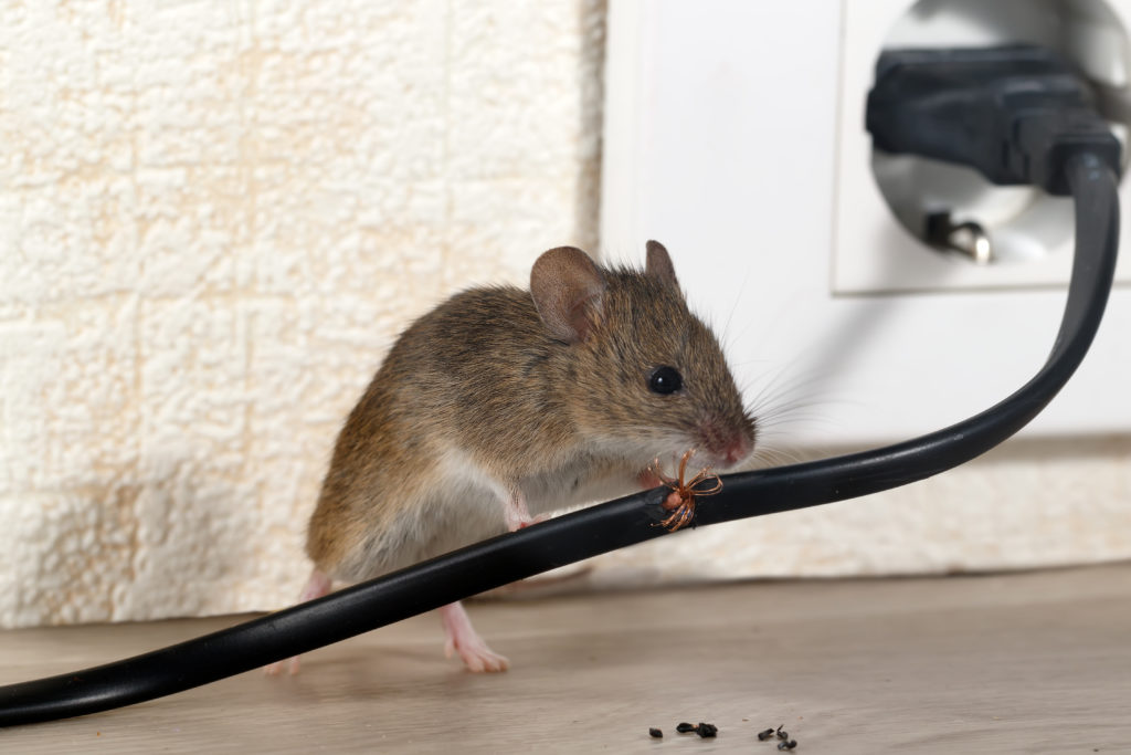 Rat Control Dubai