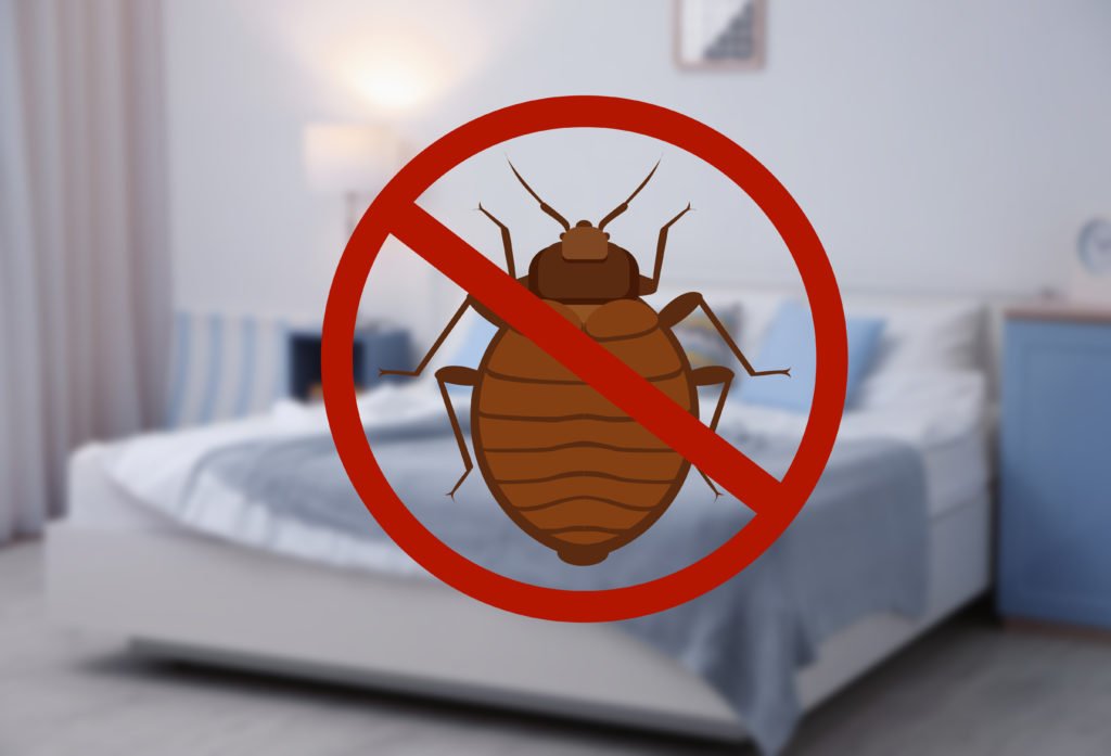 Bed Bug Control In Dubai 