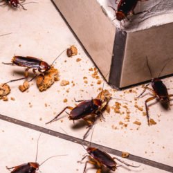 cockroach control dubai