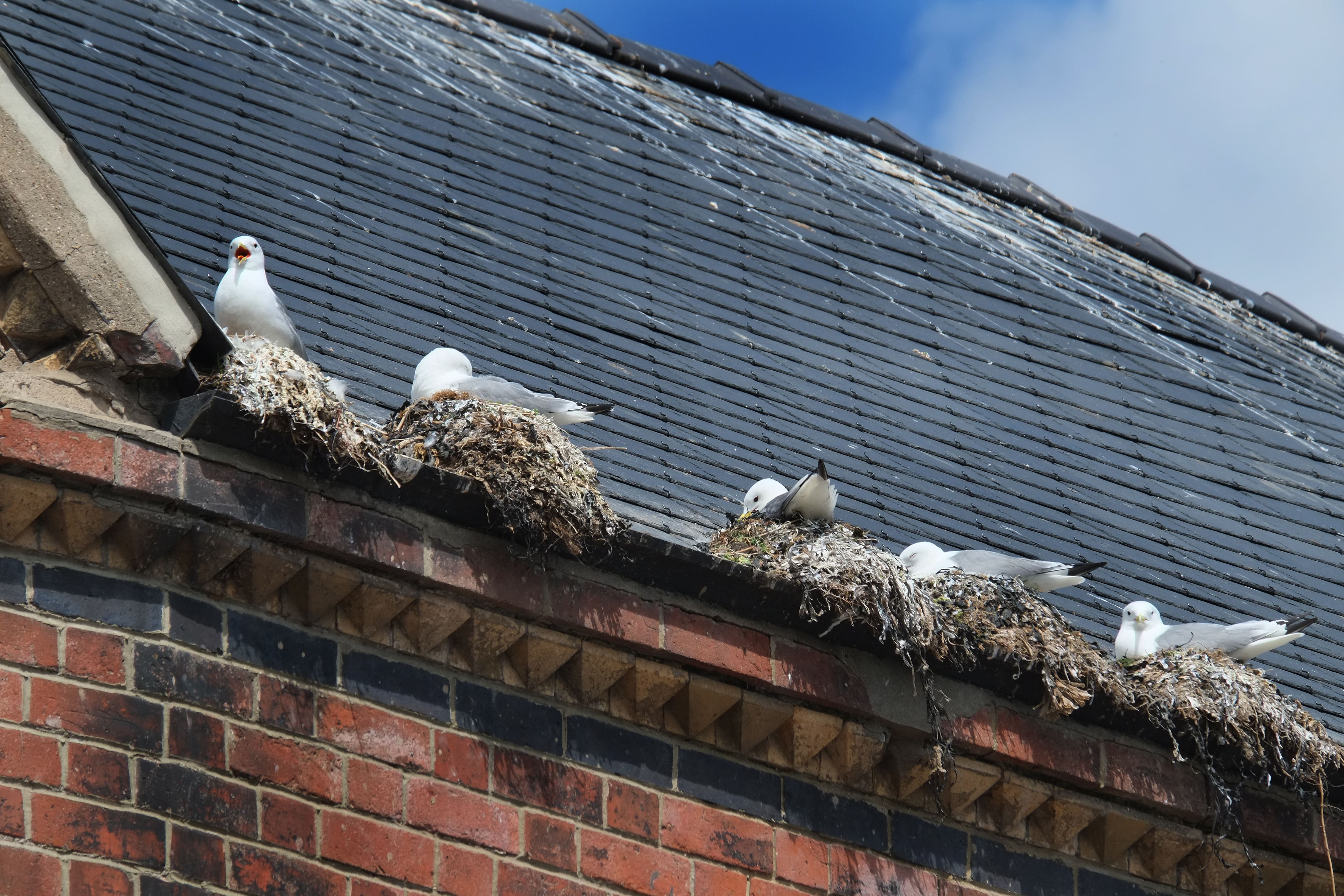 Birds made nest on rooftop