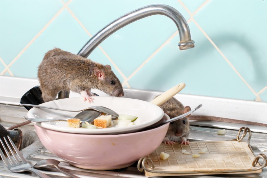 Rodent control in UAE