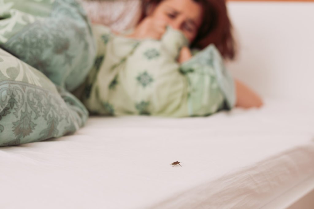 Bed bug pest control services