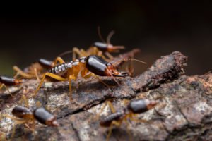 Damp wood Termites Pest Control UAE