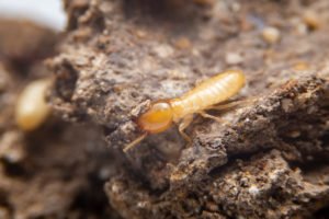 Dry Wood Termites Pest Control UAE