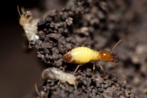 Formosan Termites Pest Control UAE