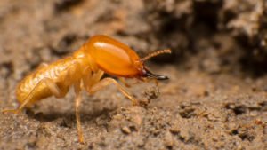 Subterranean Termites Pest Control UAE